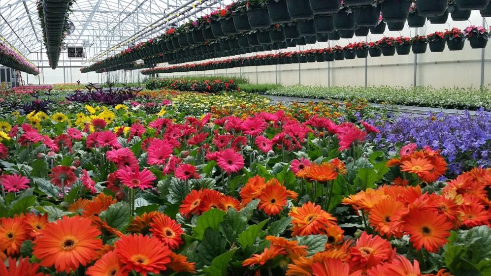 TOM's Farm Market Huntley, IL