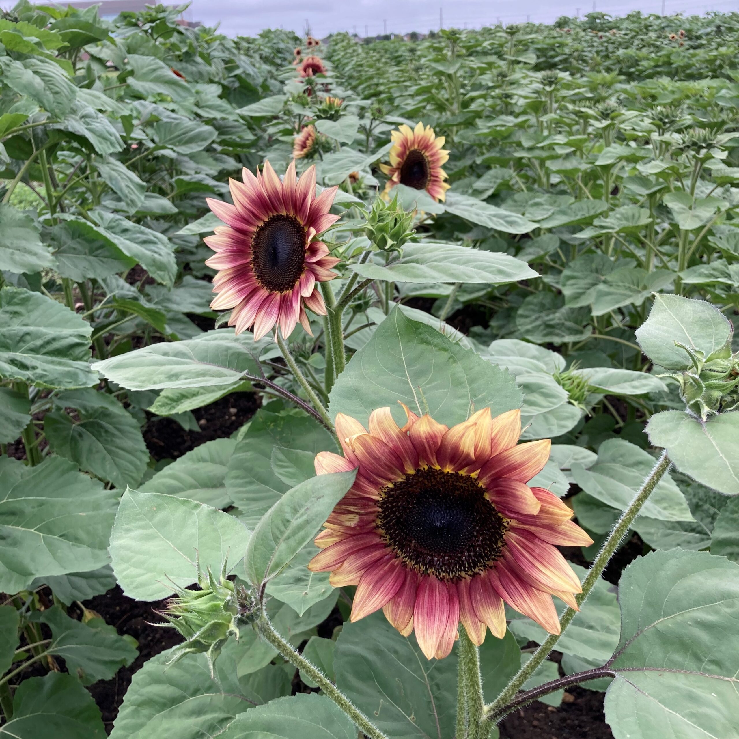 TOM’s Sunflower Maze TOM'S Farm Market