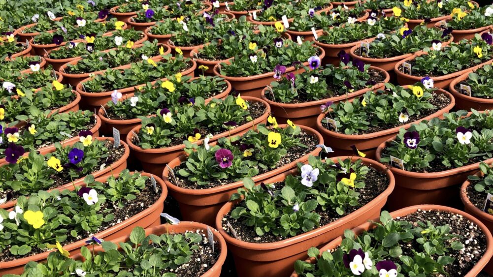 TOM's Farm Market Huntley, IL